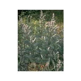 farmapop2529824