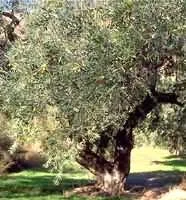 farmapre2444734